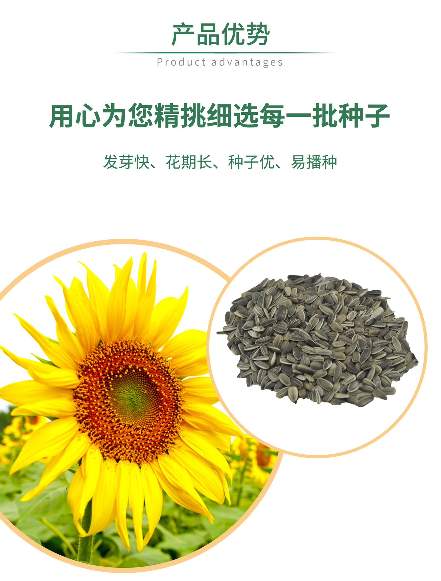 四季播种花种子向日葵种子观赏食用葵花花籽种子景观花海花种籽
