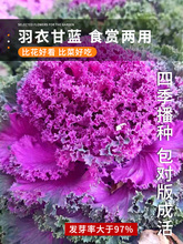 日本羽衣甘蓝蔬菜种子苗食用蔬菜种籽阳台孑四季盆栽雨衣语衣甘篮