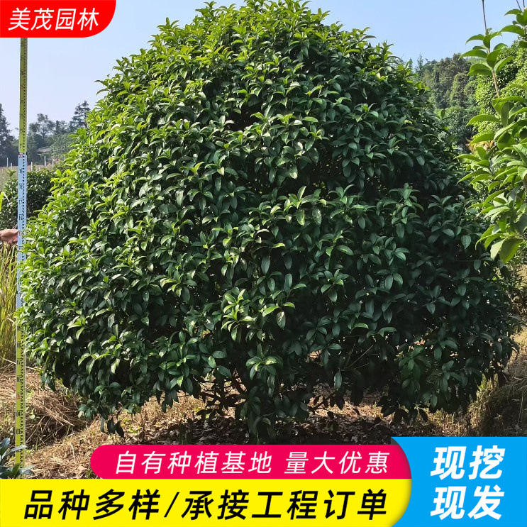 丛生桂花树苗四季桂观赏花卉庭院金桂丹桂天香台阁沉香桂八月桂花