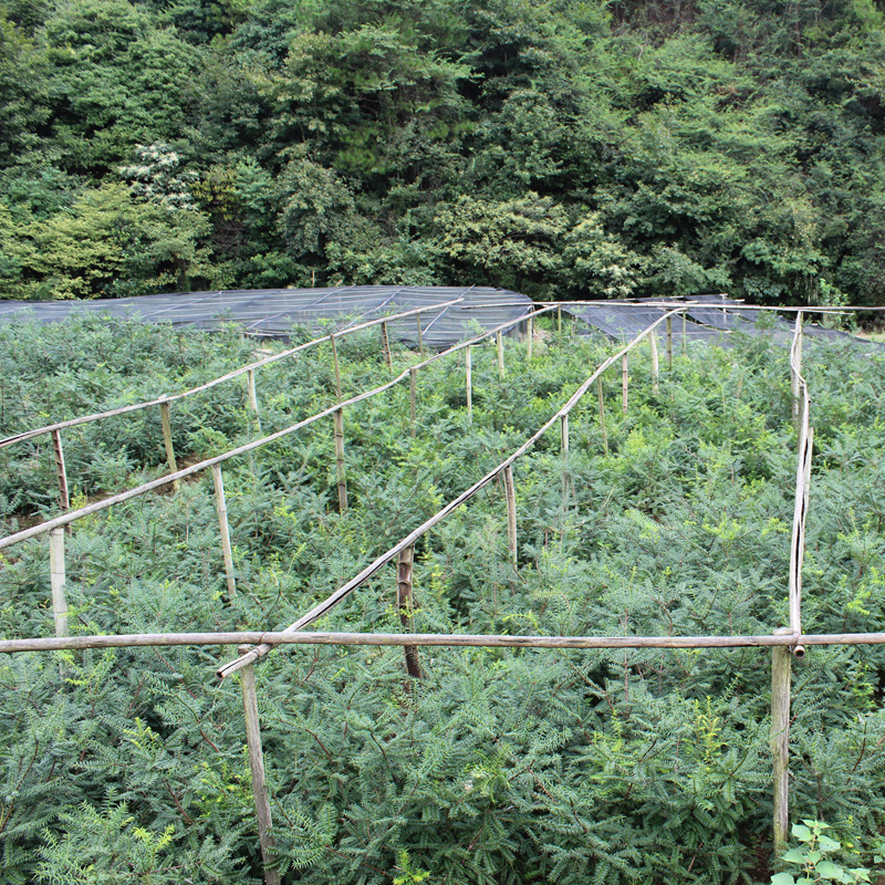 香榧苗 芝麻榧树 象牙榧珍珠榧 木榧草榧子雄树坚果 嫁接香榧树苗