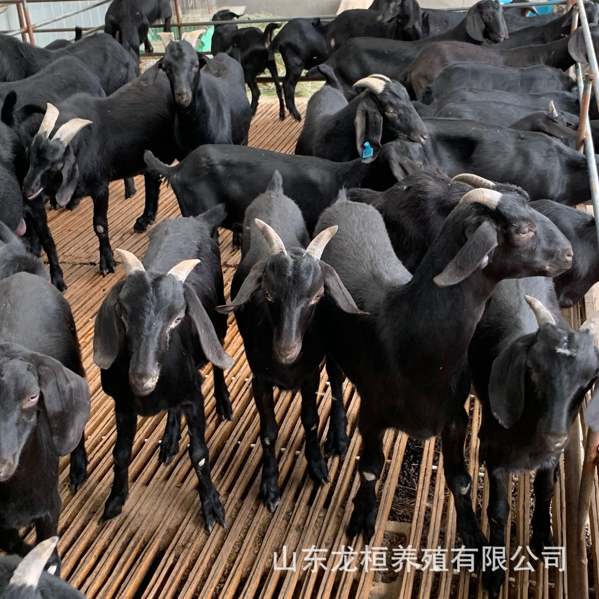 山东小公羊