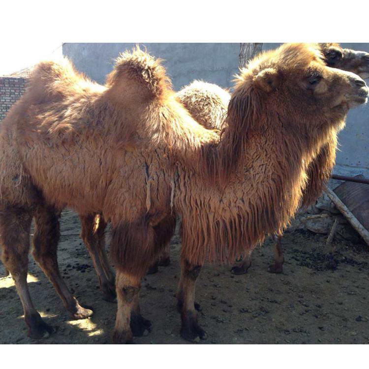 小骆驼价格 观赏旅游骆驼 长久牧业 规格齐全