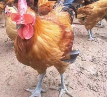 纯种红瑶鸡种蛋可孵化小鸡受精蛋散养土鸡蛋高受精率10枚起发