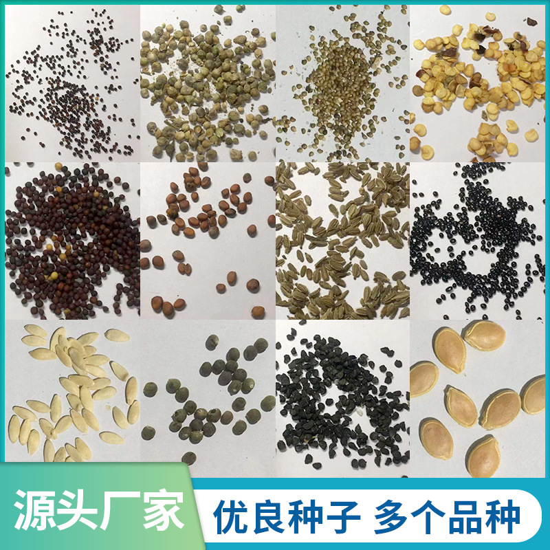 厂家批发四季蔬菜种子品种多样优质培育南瓜韭菜西葫芦等蔬菜种子
