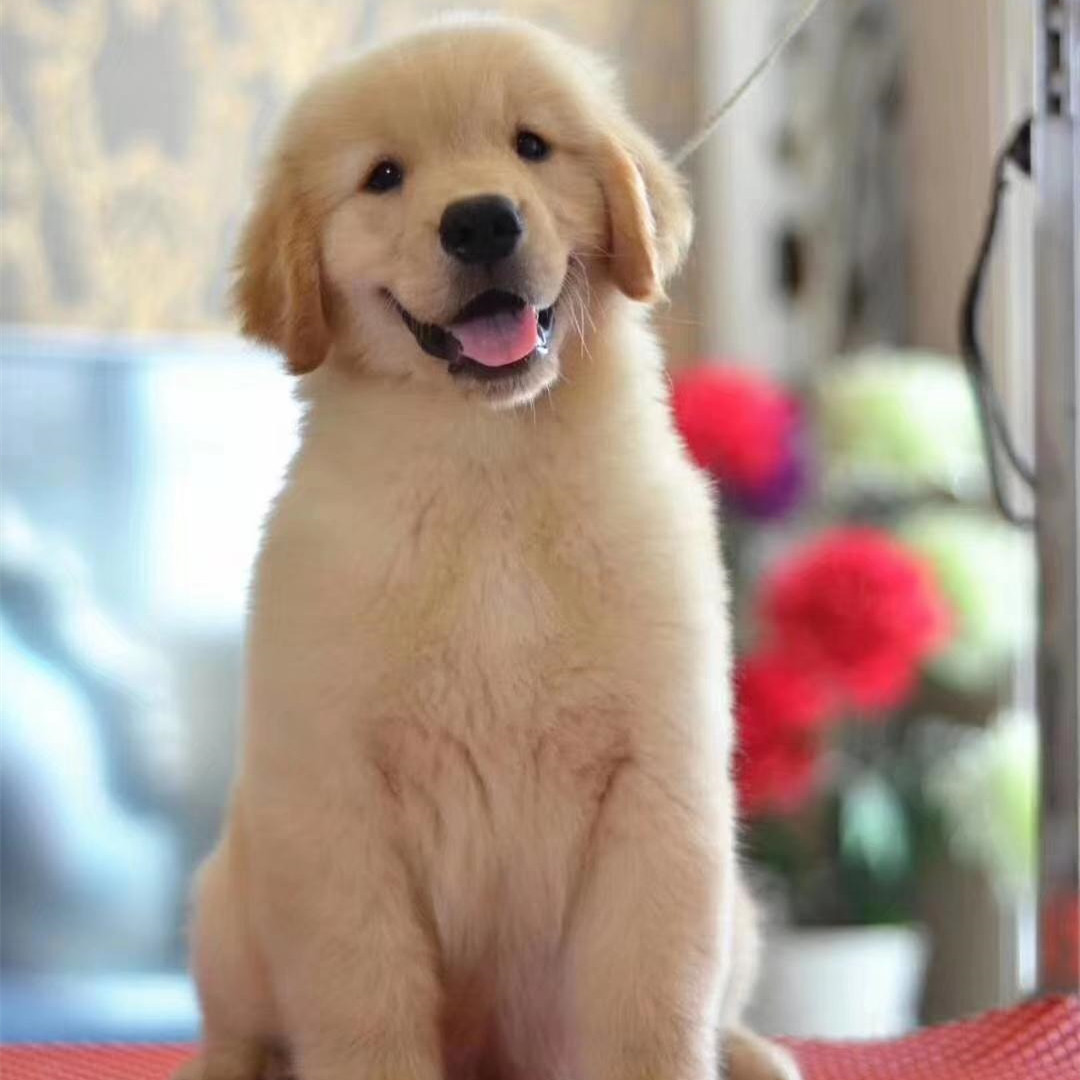 金毛幼犬活体导 盲犬金毛小狗大骨架居家伴侣宠物狗金毛幼崽价格