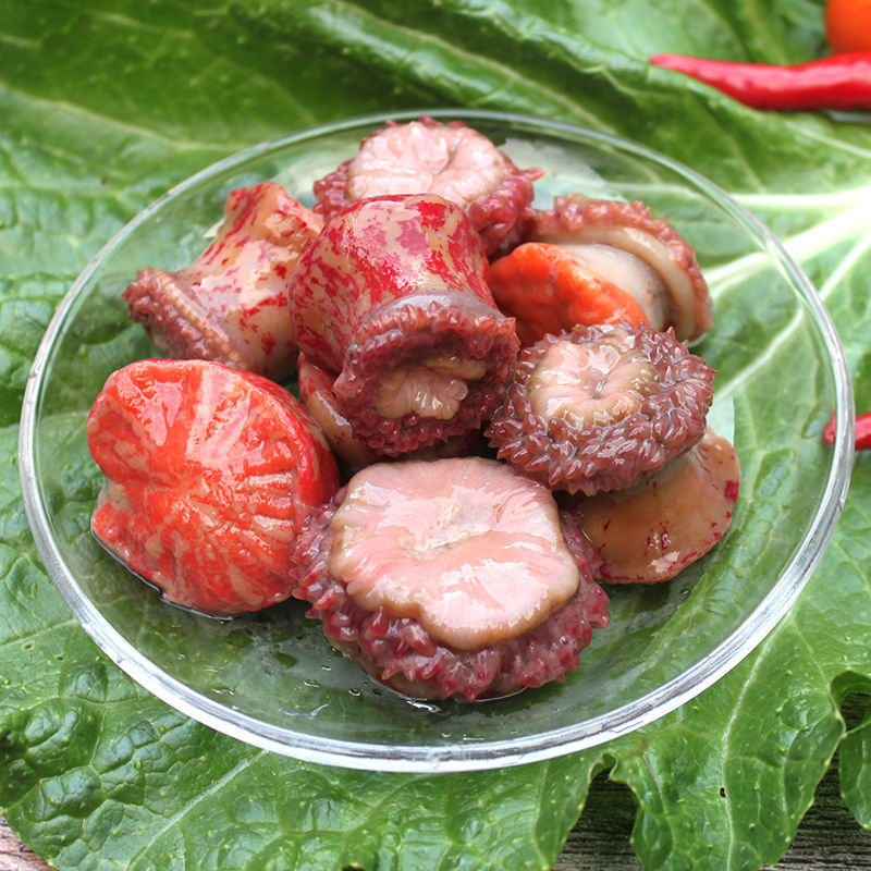 海葵鲜活海腚根新鲜海鲜水产红沙蒜特产野生干海花海肠子煲汤食材