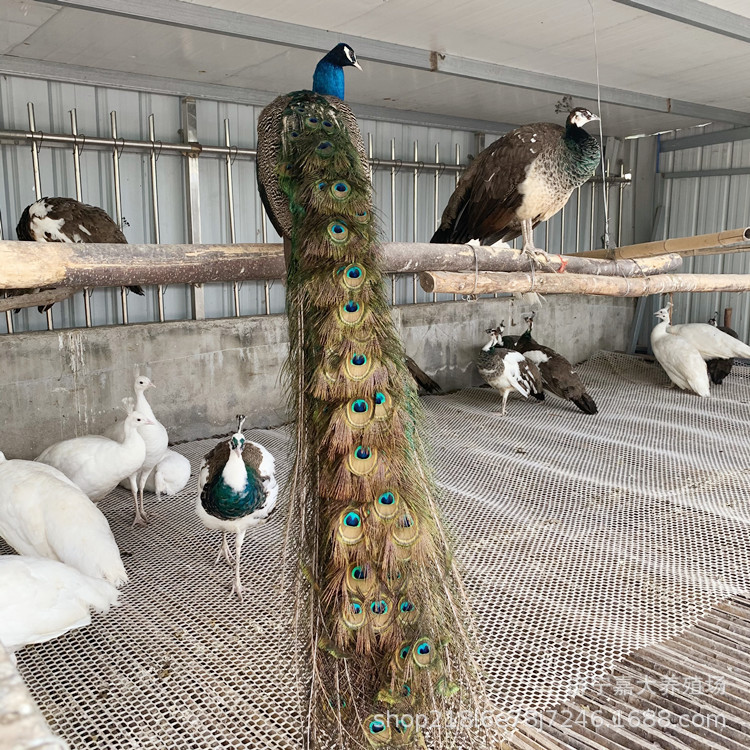 孔雀苗公母一对价格多少钱 蓝白花孔雀活体幼苗出售 供应观赏孔雀