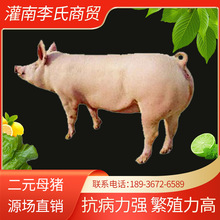 二元母猪厂家供应长太母猪母猪长太长太母猪土猪崽供应
