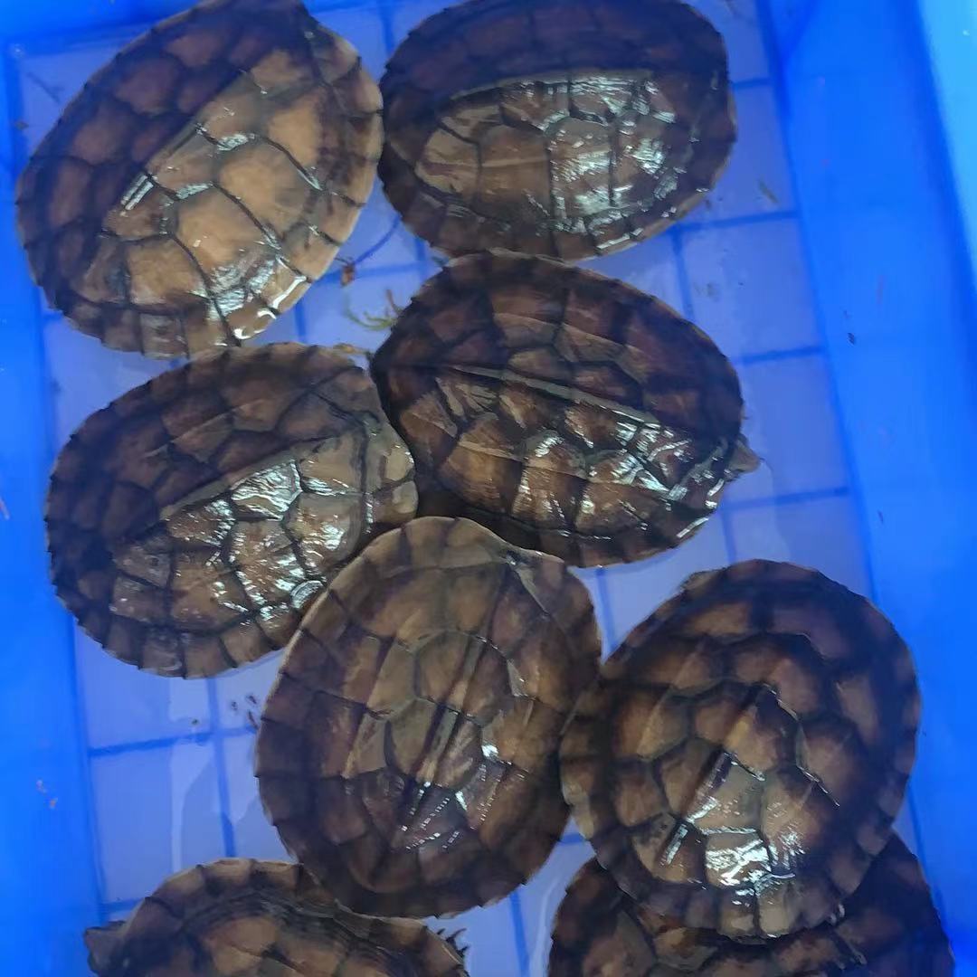 南石龟苗 招财石金钱龟发色龟粮 纯种南石种龟宠物龟招财镇宅风水