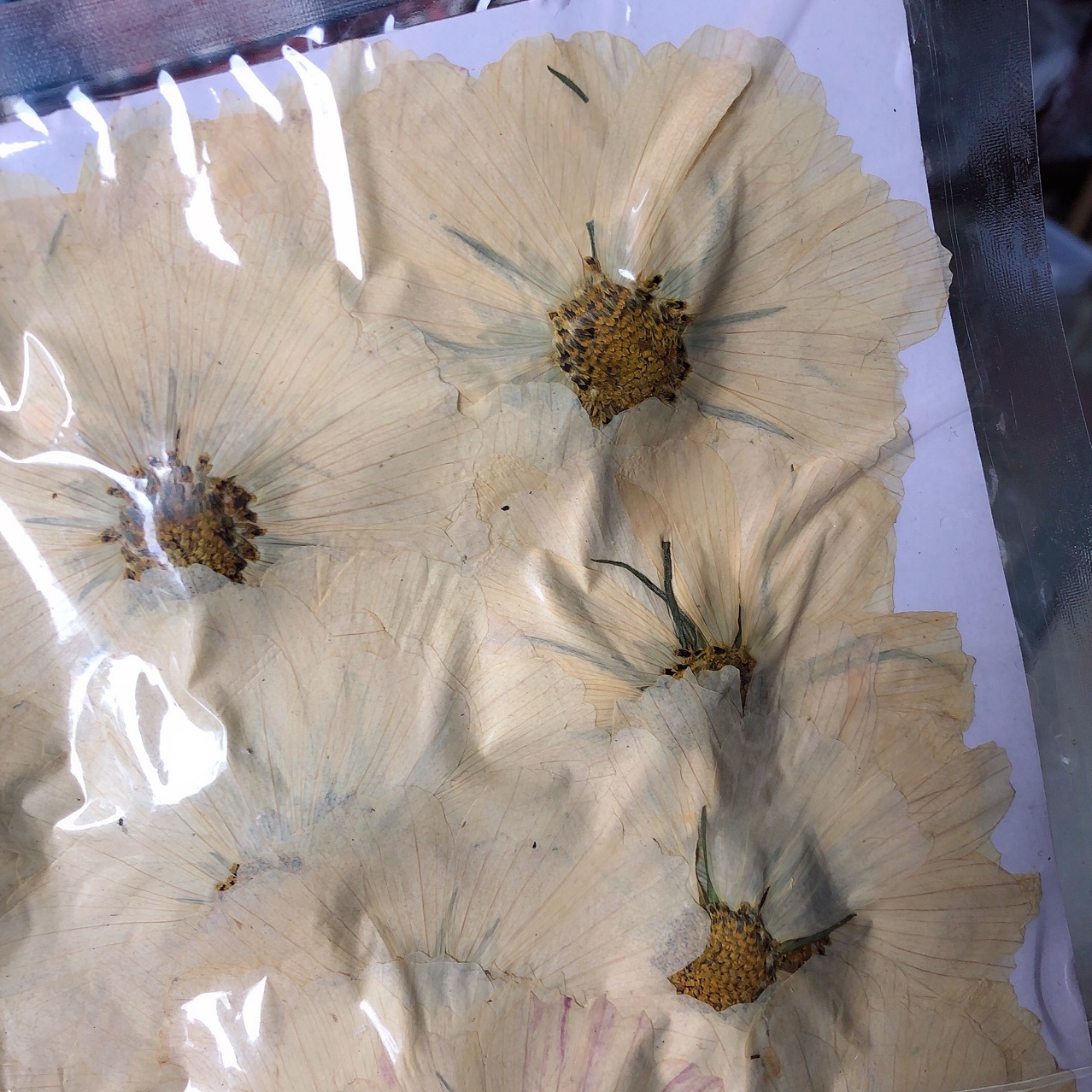 格桑花波斯菊天然干花压花标本相框押花画香薰蜡烛速卖通货源批发