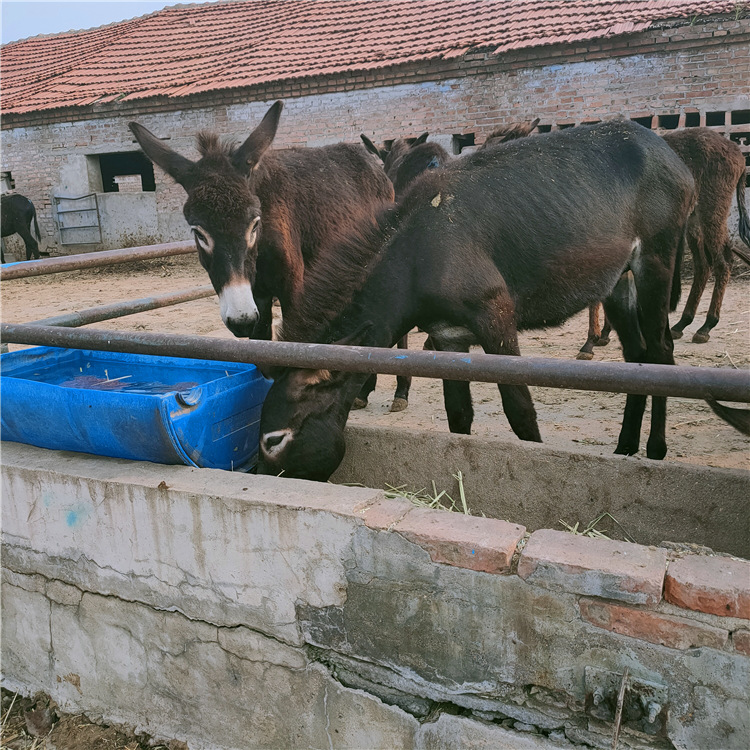 肉驴价格行情德州驴肉多少钱一斤 关中小毛驴价格 德州驴养殖场-阿里