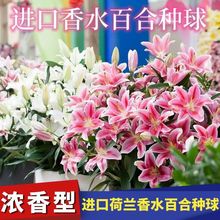 进口浓香香水多头百合花种球带芽四季开花盆栽地栽室内外花卉绿植