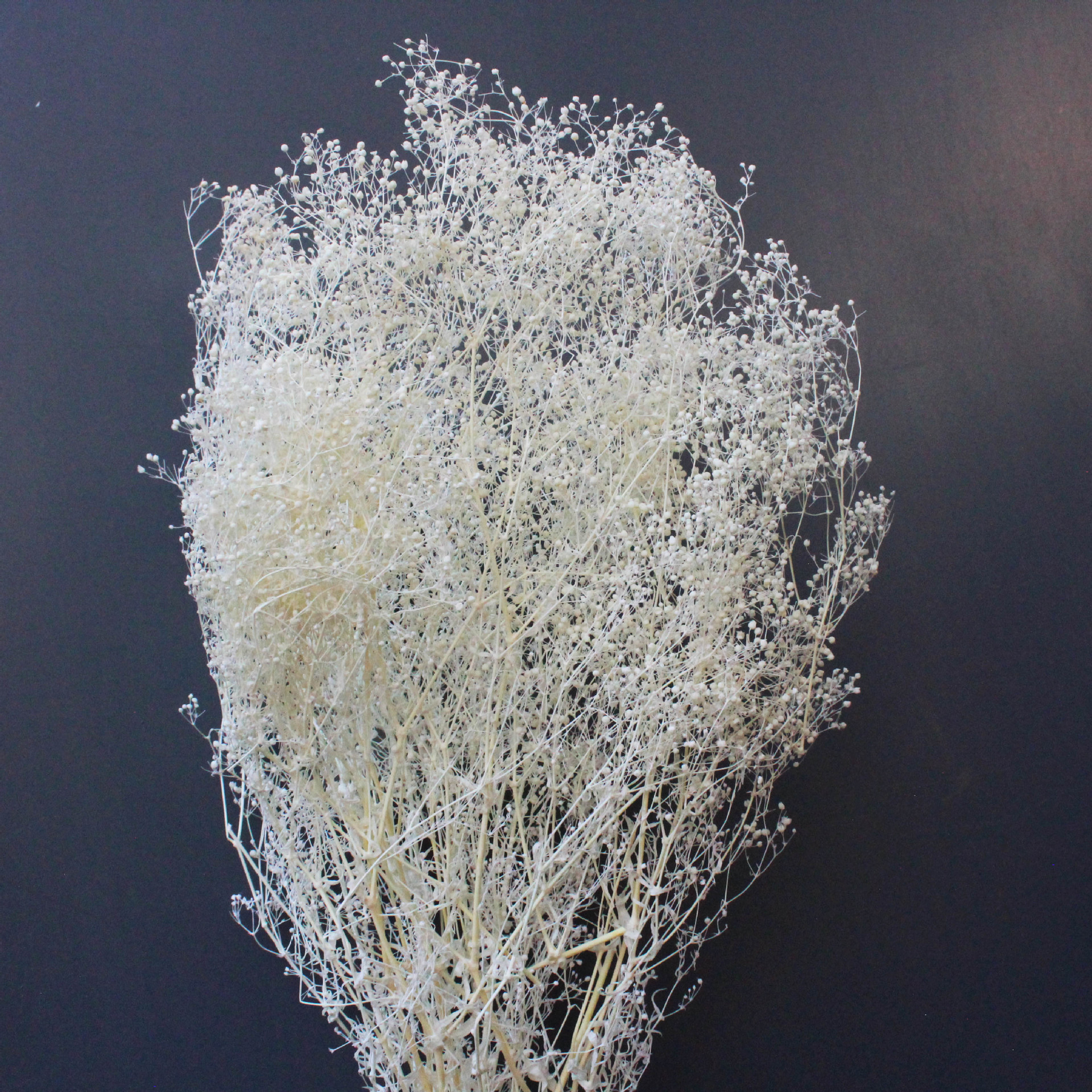 干花百万星 千万星 天然风干染色满天星 家居摆设艺术小满天星