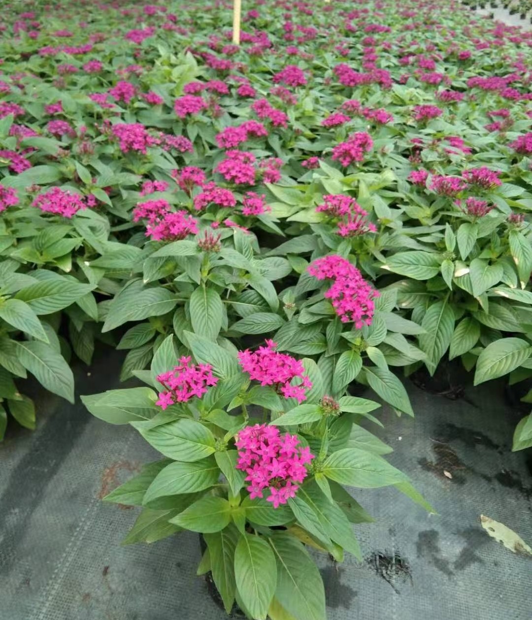 五星花繁星花红花地被粉花中山绿植花卉基地批发