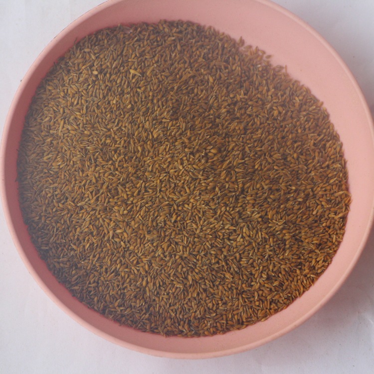 基地批发草坪种子 结缕草种子 结缕草 高尔夫球场用量大优惠