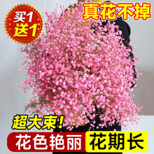 满天星干花花束鲜花新鲜真花云南直发永生花客厅摆设家用插花大束