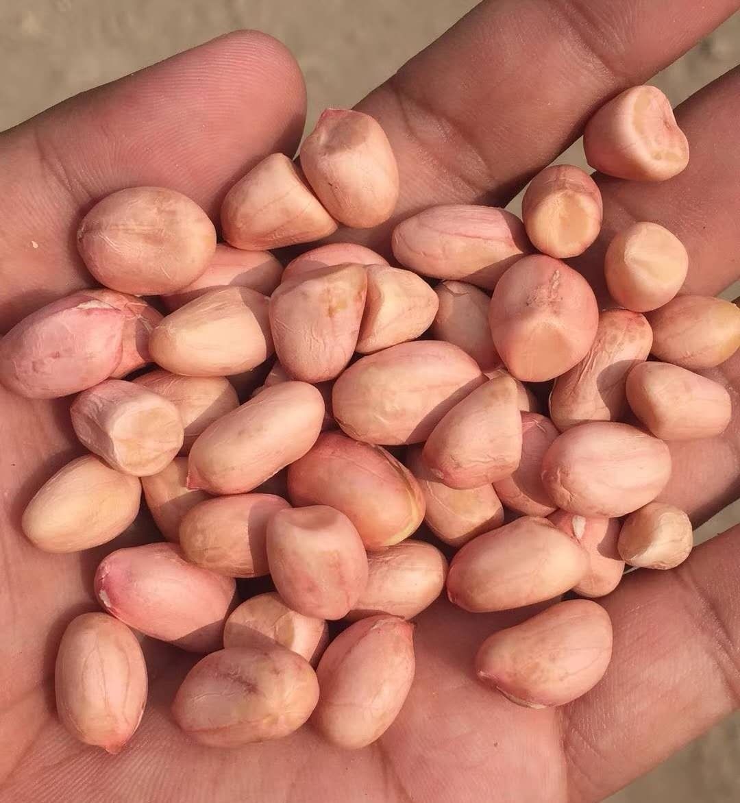 【低价冲量】新白沙花生去壳生花生新粉红皮农家自种自剥散装批发