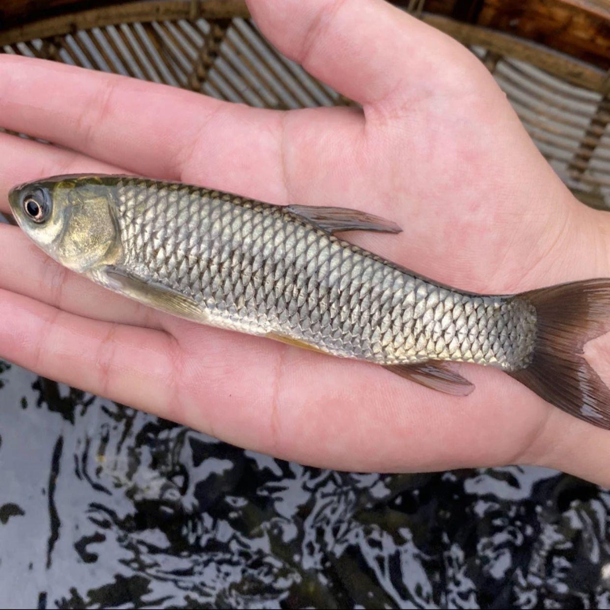 为你找到水产种苗相关产品