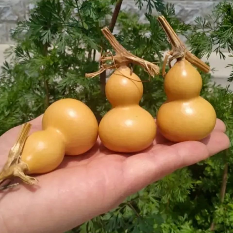 【果小葫芦】-果小葫芦厂家,品牌,图片,热帖-阿里巴巴