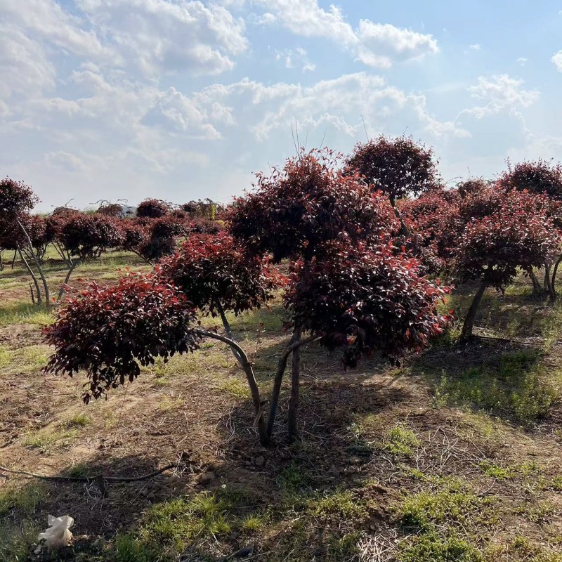 东北耐寒 红叶李造型树 丛生红叶李大树 树形优美 小区绿化景观树