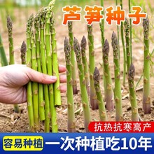 厂家直销四季种植多年生芦笋种子鲜嫩盆栽嫩绿芦笋种籽蔬菜种子