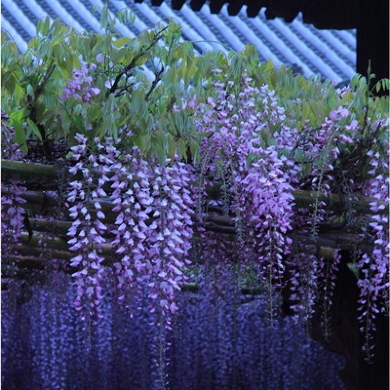 5成交84件散装新采紫藤种子 日本紫藤树爬墙多花植物籽 紫藤花种子