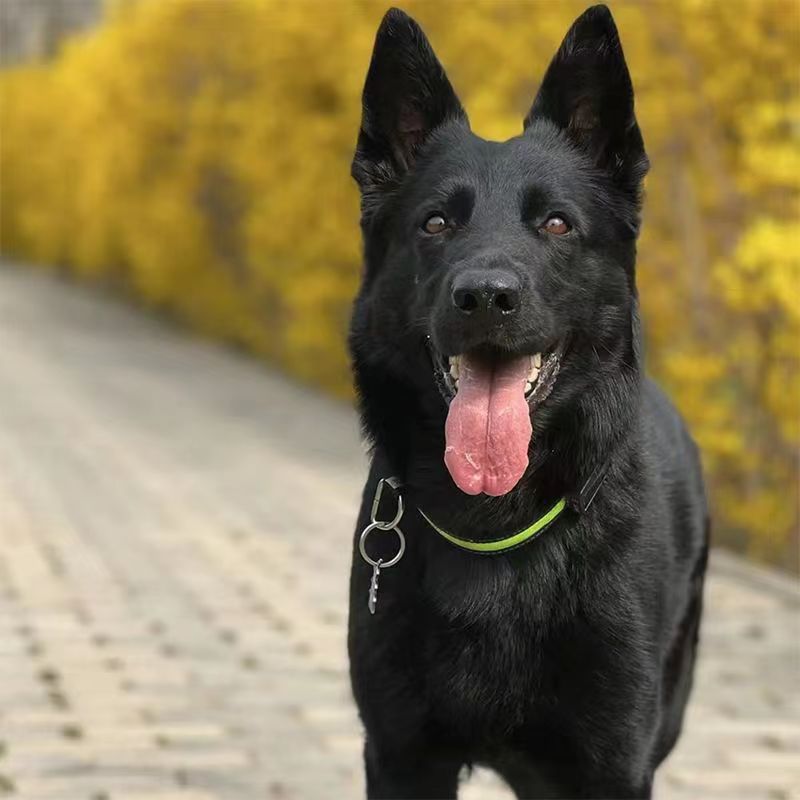 纯种看家东德牧羊犬活物纯种双血统东德牧羊犬幼犬活体纯黑色小狗
