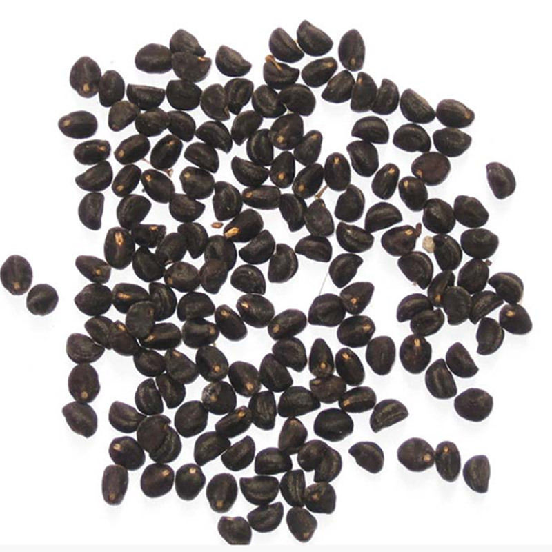 大牵牛花种子 爬藤植物喇叭花种籽 四季播开花不断矮牵牛种子