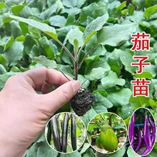 菜苗蔬菜秧苗高产茄子苗带土紫长茄苗杭茄紫园青茄苗盆栽地栽批发