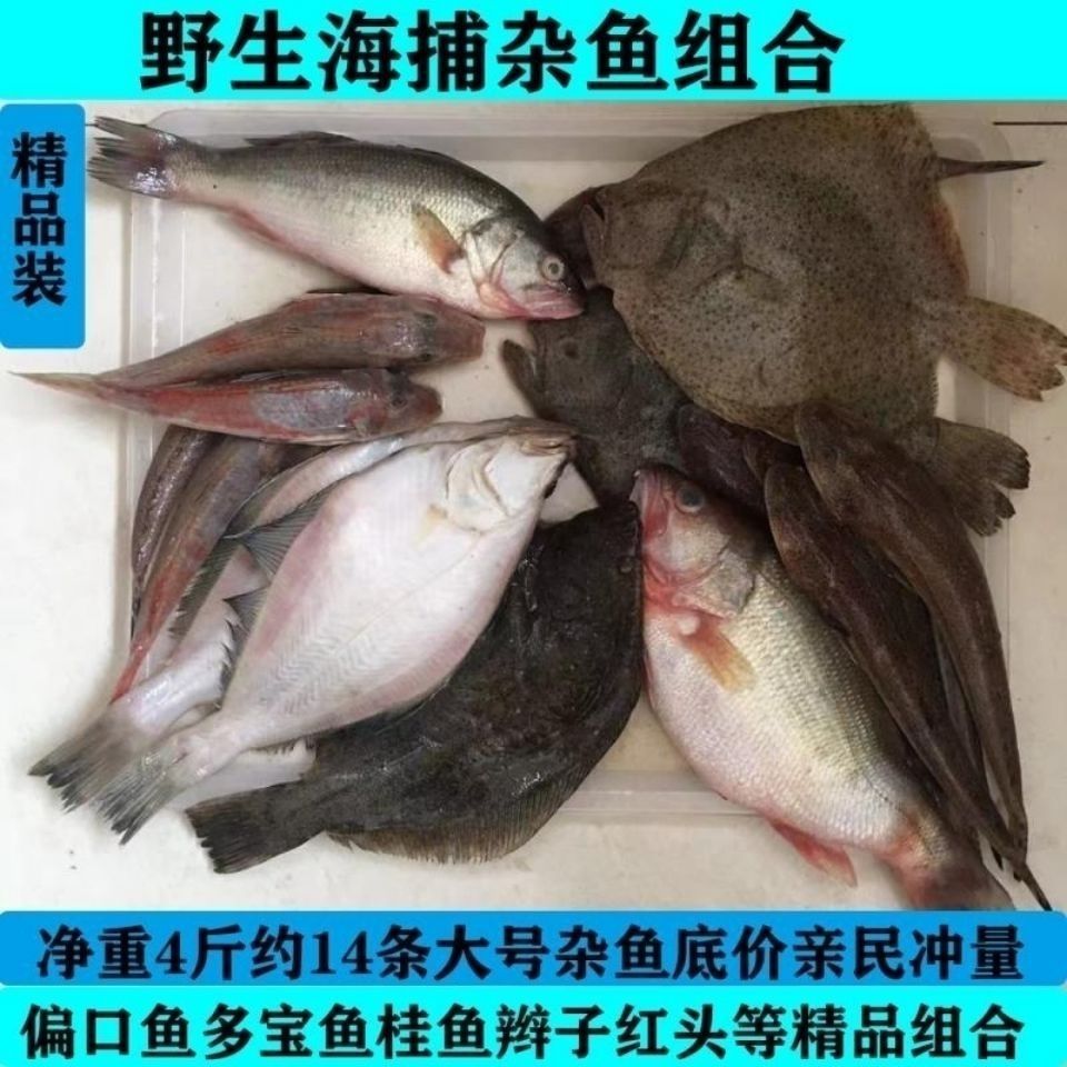 海捕杂鱼精品装海桂鱼多宝鱼偏口鱼辫子鱼黑鱼黄鱼胖头鱼水产