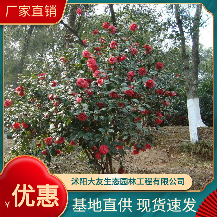 供应各种工程绿化苗 茶花 山茶 茶花苗 耐冬 规格齐全