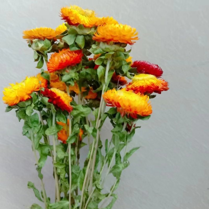 麦秆菊云南纯自然干花餐桌饰品真花田园麦秆菊特价批发