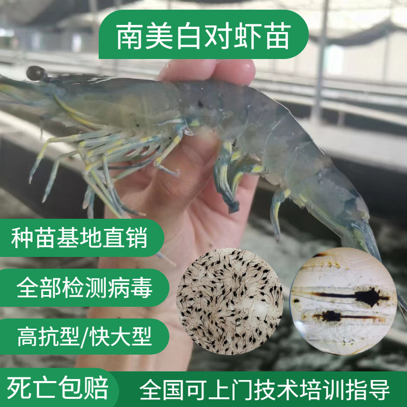 顺丰包邮进口南美白对虾苗虾苗淡水虾苗基围虾虾苗一代快大苗