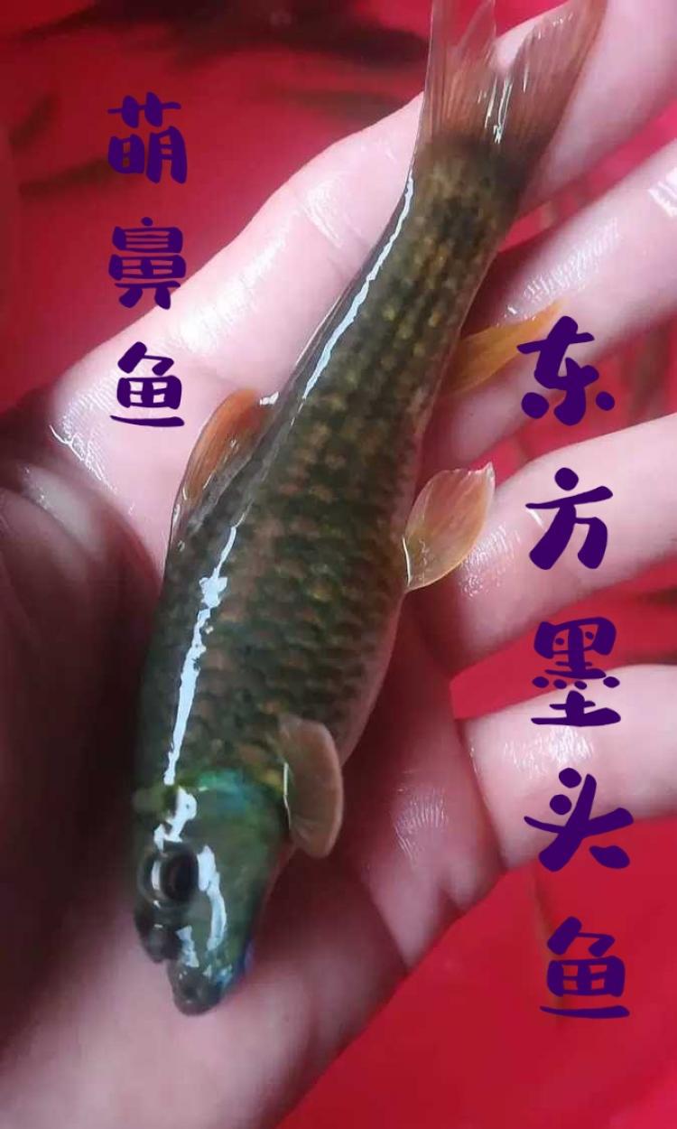 东方墨头鱼活体观赏冷水鱼除藻工具鱼稀有原生鱼淡水鱼活体麒麟头