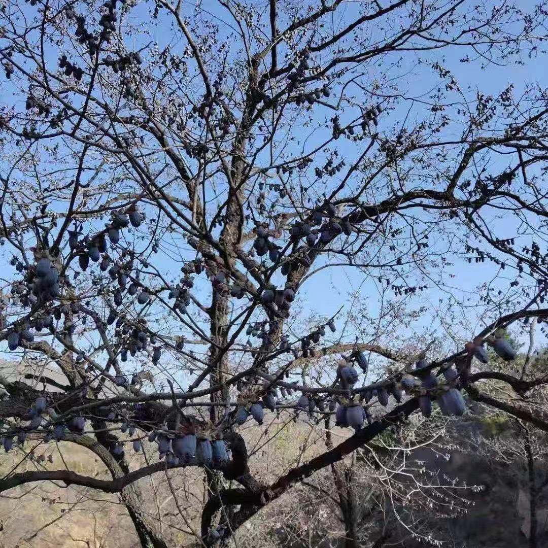 黑枣无核圆枣软枣小柿子小黑枣君迁子黑枣200g1斤柿枣