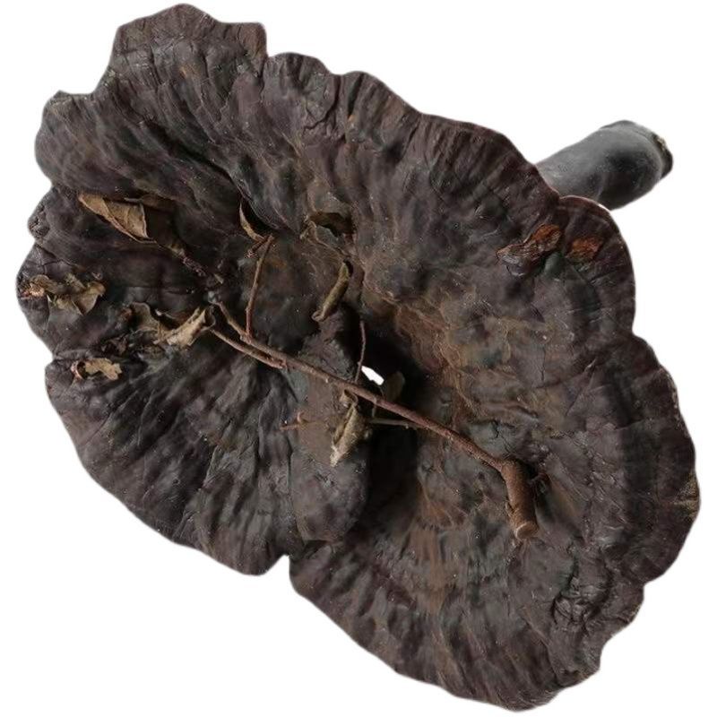 【片云芝】-片云芝厂家,品牌,图片,热帖-阿里巴巴