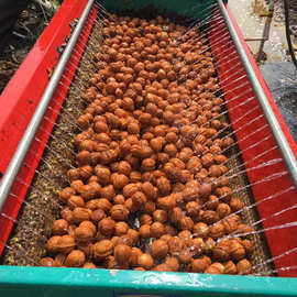 青核桃去皮机核桃脱皮机家用小型桃子酸枣核桃清洗扒皮剥皮一体机