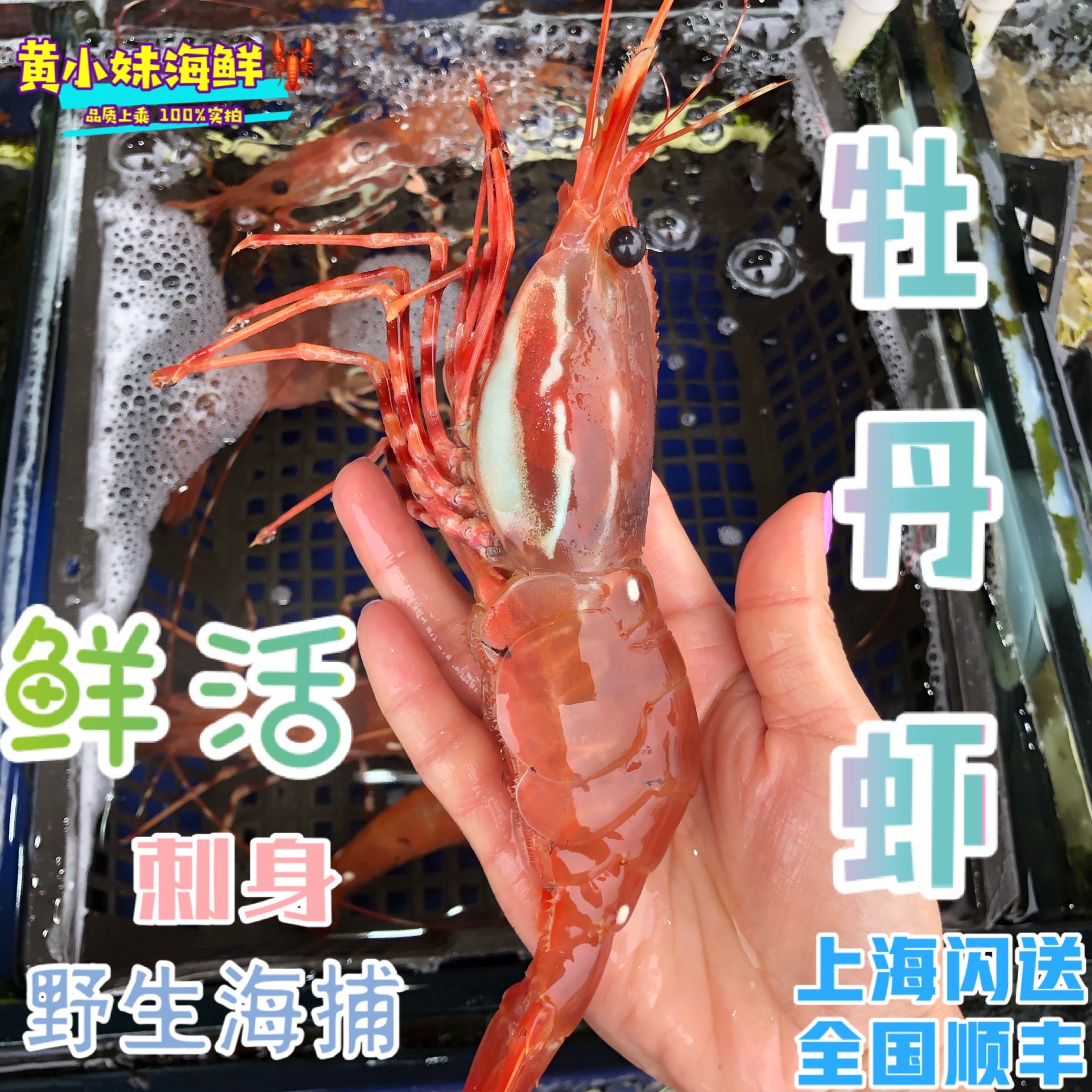 鲜活发活 加拿大进口活体牡丹虾 野生海捕新鲜鳌虾即食日料500g