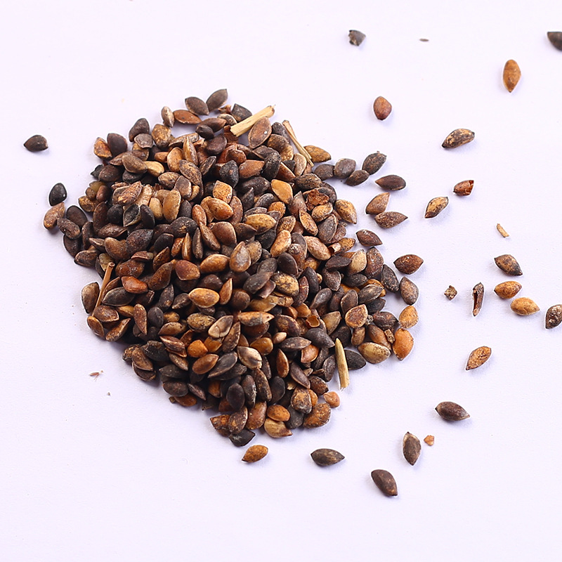 樟子松种子海拉尔松赤松香柏树柏木柳杉五针松北美乔松松柳种籽