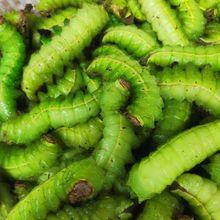 东北新鲜蚕肉蝉茧大青虫活蚕蝉蛹青蚕大绿蚕柞蚕绿蚕肉一份