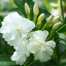 一件代发狗牙花盆栽花苗带蕾四季开花植物花卉水晶茉莉丁香白庭院