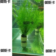 印度小竹节水草虾缸阴性水族小鱼繁殖新手蜈蚣绿菊莫斯竹节草