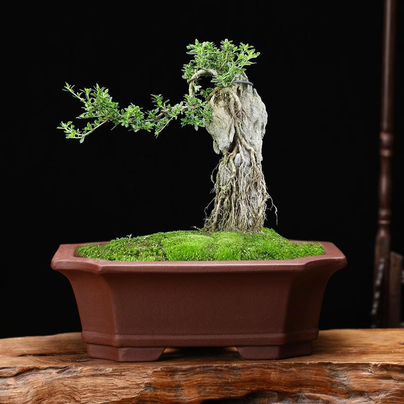 长方形盆景花盆图片