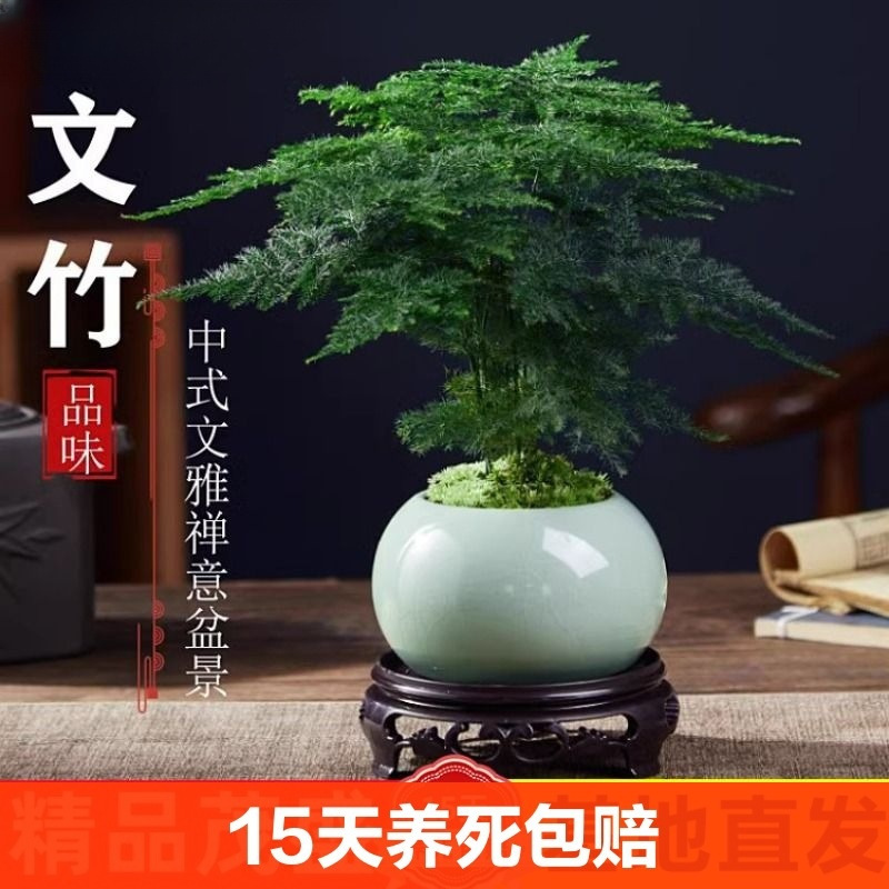 文竹盆栽植物室内花卉盆景办公室桌面小绿植好养云竹四季常青甲醛