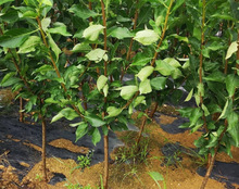 一件代发蜂糖李子树苗盆栽地栽西梅李子苗树苗北方南方种植三华李