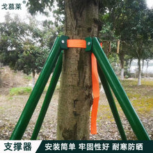 定制批发大树植物园林支撑架 景观苗木钢管支撑架 树木固定器