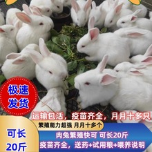 小兔子活物肉兔活体家养肉兔苗月月兔子可选公母一对幼兔苗小白兔