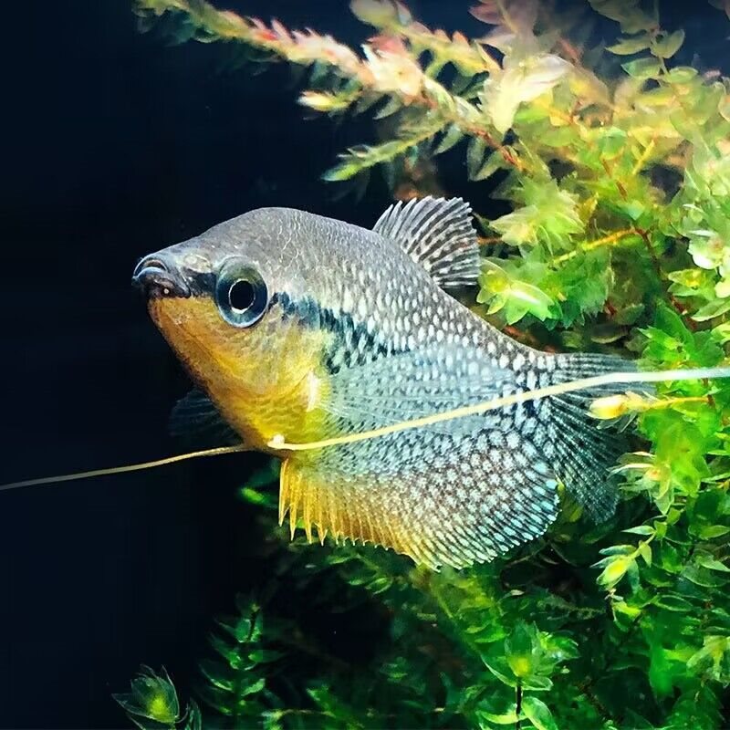 珍珠马甲鱼热带鱼观赏鱼曼龙鱼丝足鱼珍珠鱼淡水活体好养不要氧气