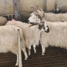 网红宠物四角羊活体出售四角羊批发价格哪里有卖四角羊展览活物