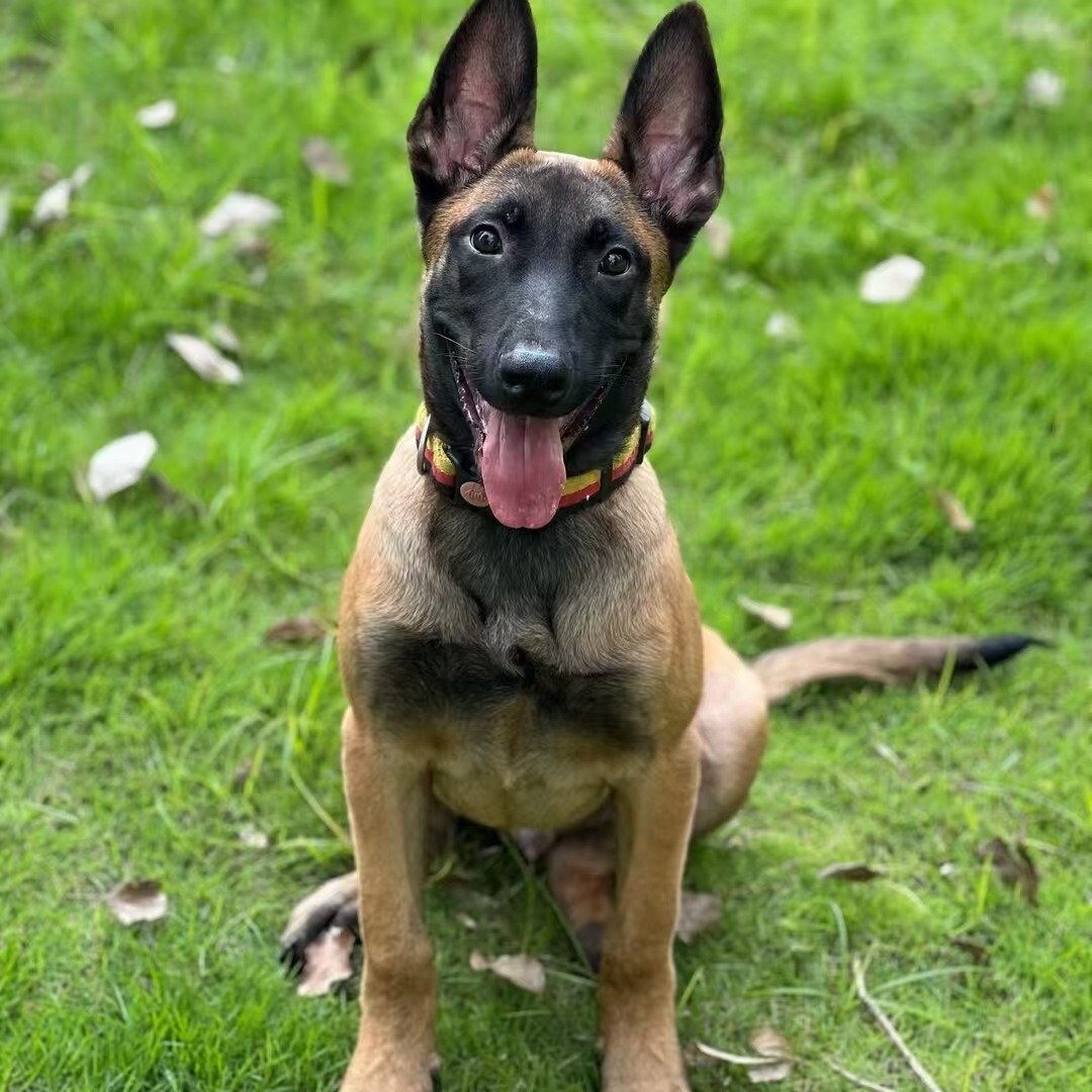 纯种爆红马犬幼犬活体狗狗比利时牧羊犬工作犬宠物犬幼崽小狗活物